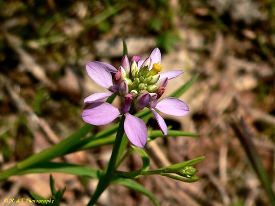 {Polygala curtissii}